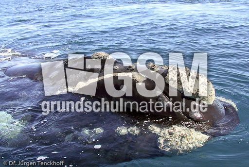 Buckelwal (11 von 57).jpg